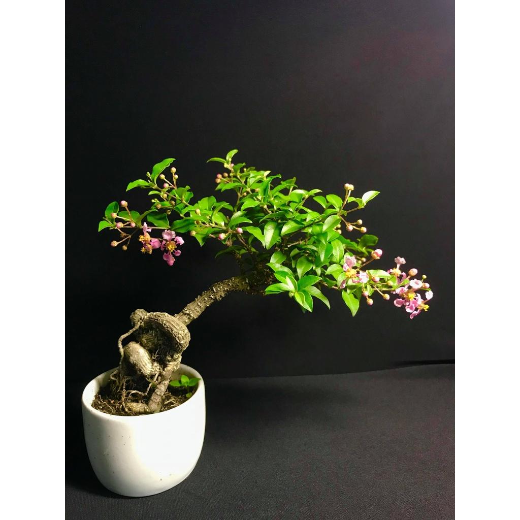 combo 3 cây giống HỒNG NGỌC MAI BONSAI