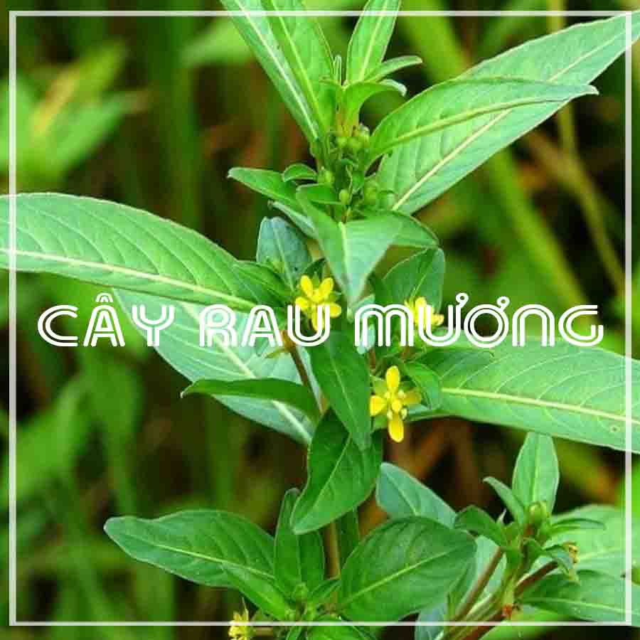 Cây Rau Mương khô đóng gói 1kg