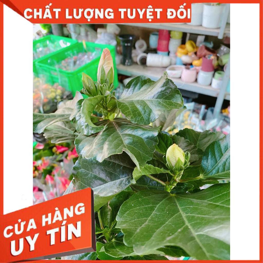 Hoa Dâm Bụt MiNi Nhiều Người Mua