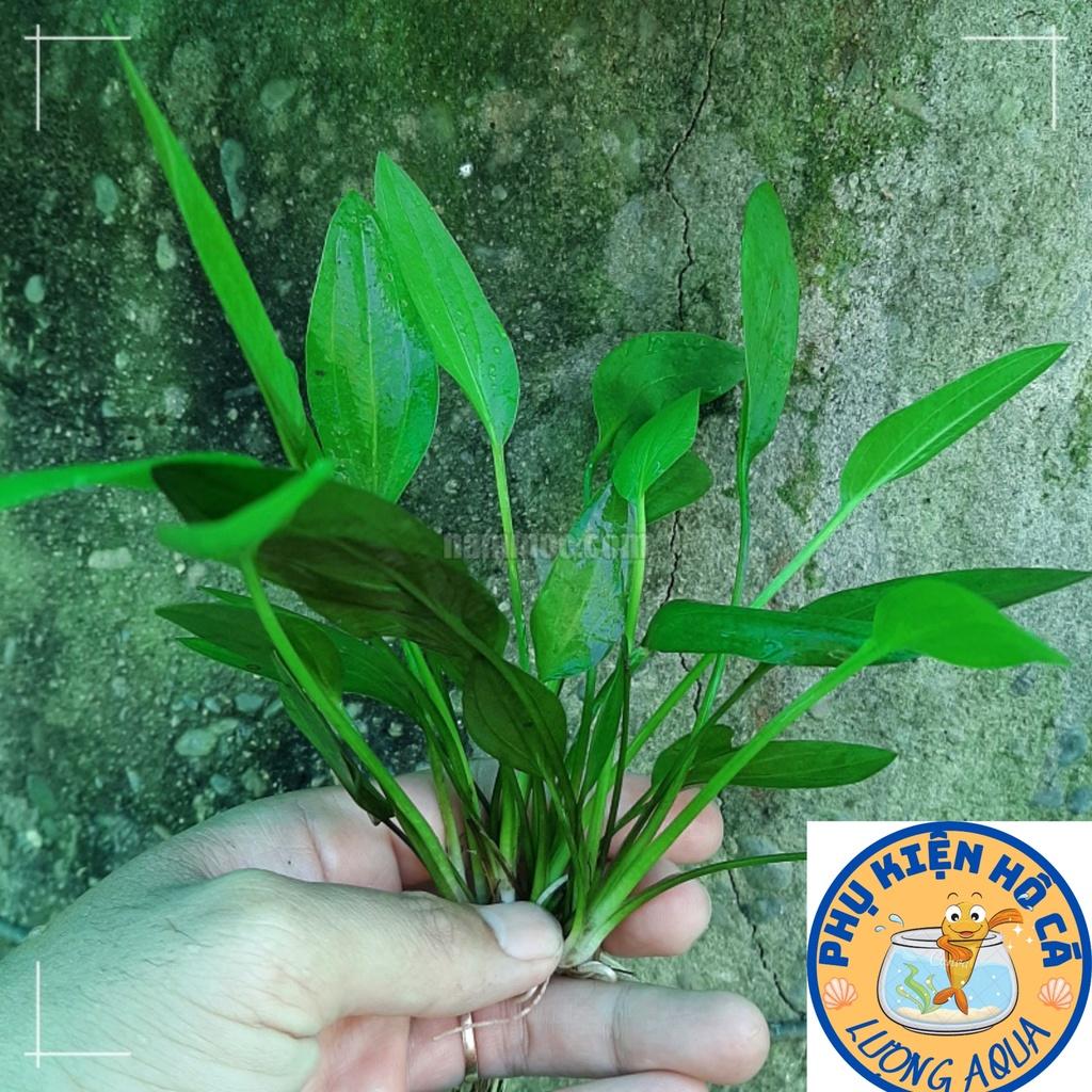 Cây thủy sinh Lan nước,bách thủy tiên,Không Co2, dễ trồng,phụ kiện trang trí hồ cá cảnh,thủy sinh, hòn non bộ,phần 1 cây