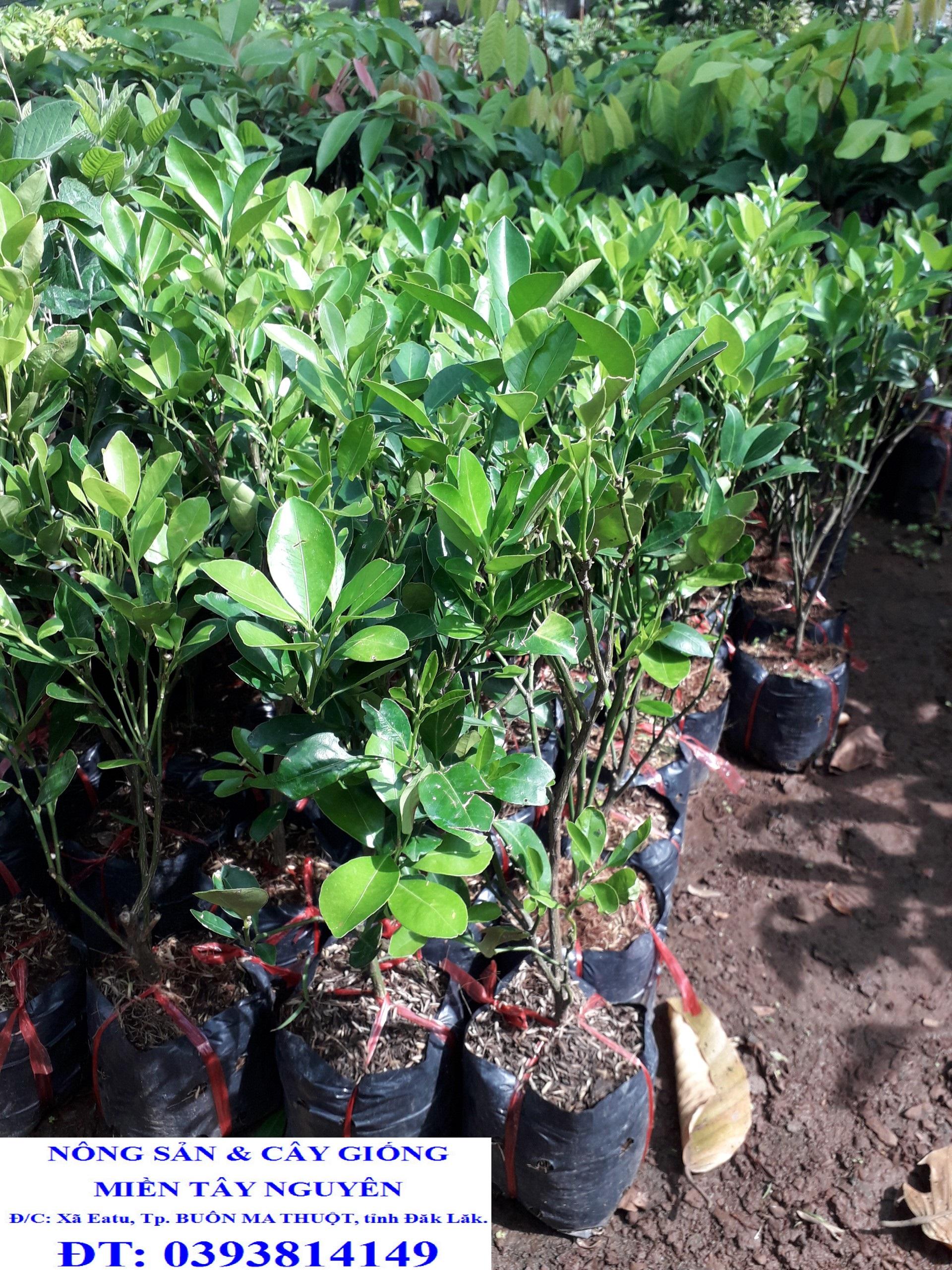 CÂY QUẤT GIỐNG.