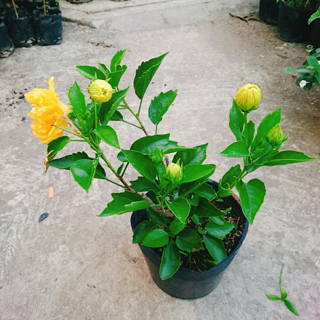 Cây Hoa Dâm Bụt cánh kép - cây cảnh để trong nhà + tặng phân bón cho cây