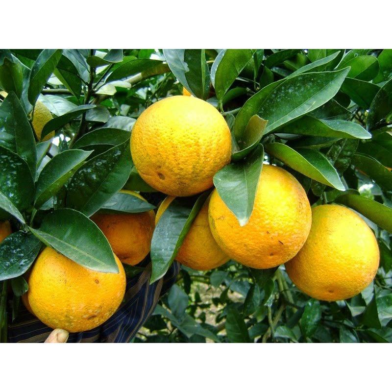 CÂY GIỐNG CAM VINH