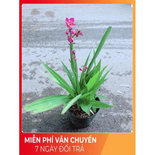 Cây Lan Đất Có Hoa Màu Tím