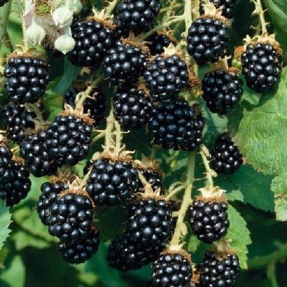 Hạt giống cây ăn trái mâm sôi đen f1 - gói 30 hạt