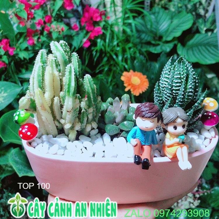 Chậu Xương Rồng Tiểu Cảnh