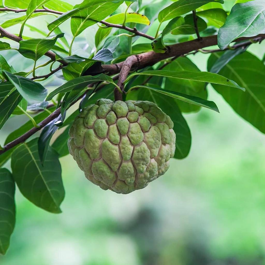 CÂY GIỐNG MÃNG CẦU NA
