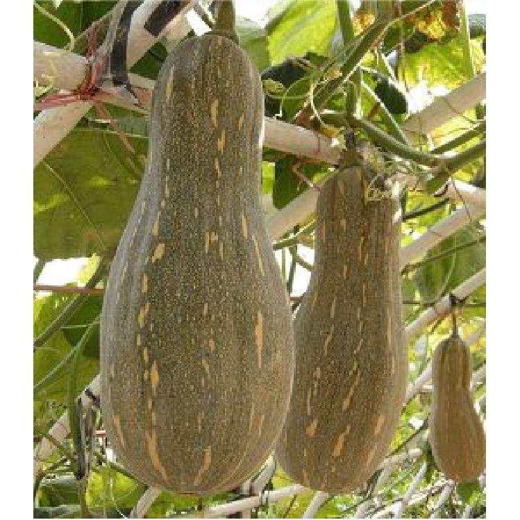 Hạt giống bí đỏ hồ lô lai F1 cao sản