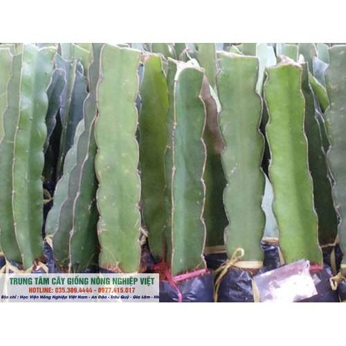 Cây Thanh Long Ruột Đỏ