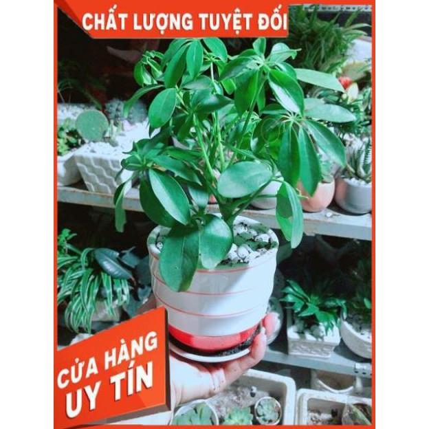 Chậu Ngũ Gia Bì