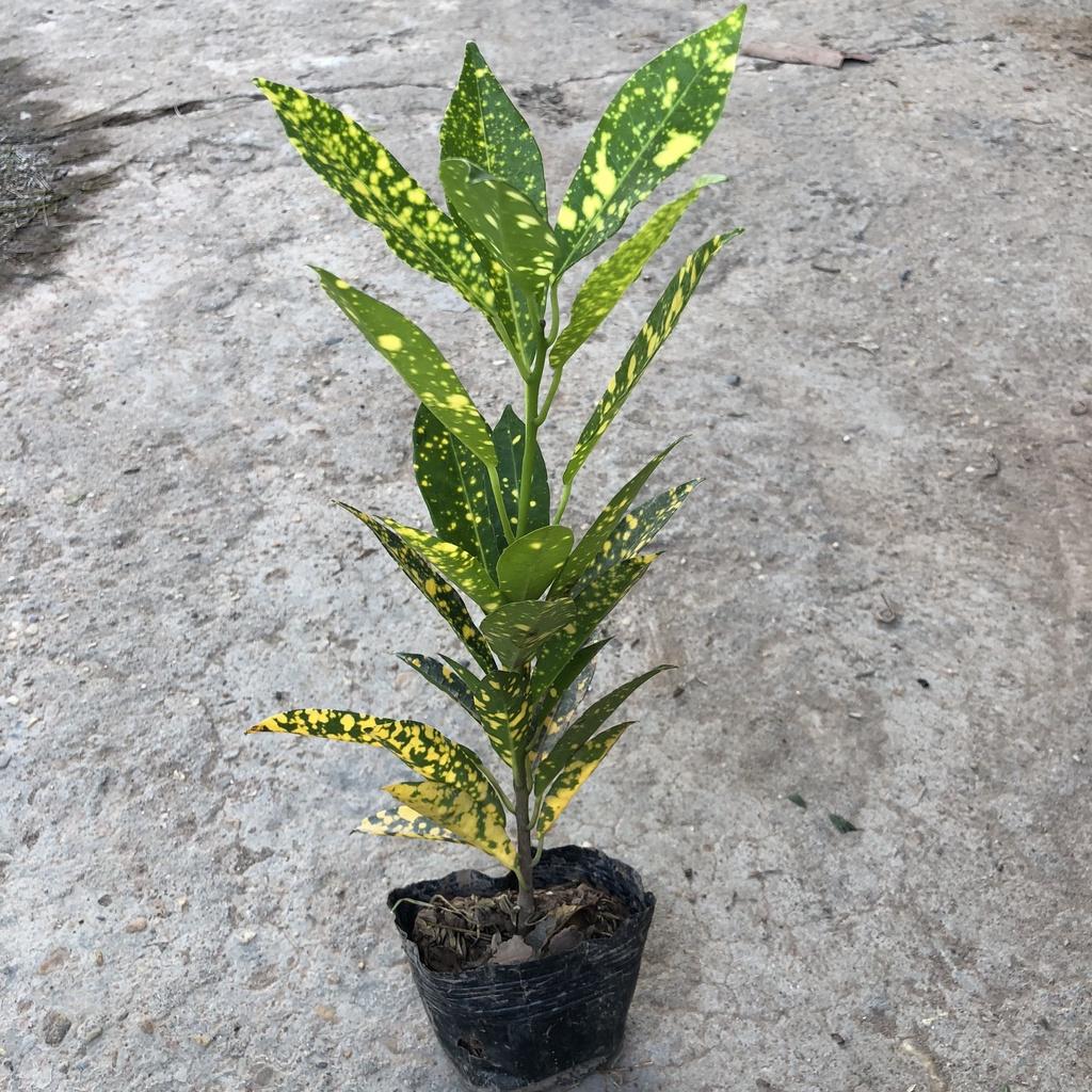 Cây cô tòng vàng anh, chiều cao 20cm lá vàng đốm bắt mắt sức sống khỏe thích nghi tốt, thích hợp trang trí cảnh quan