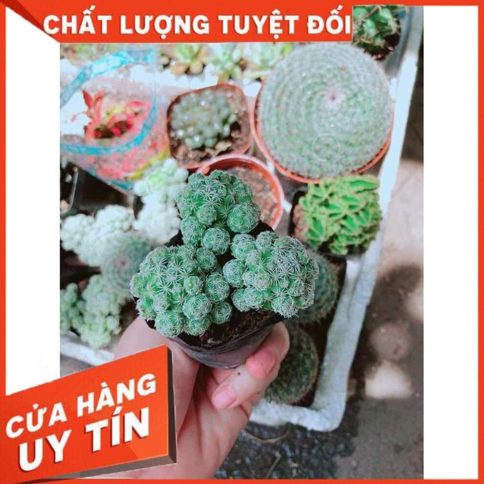 Xương rồng trứng chim Nhiều Người Mua