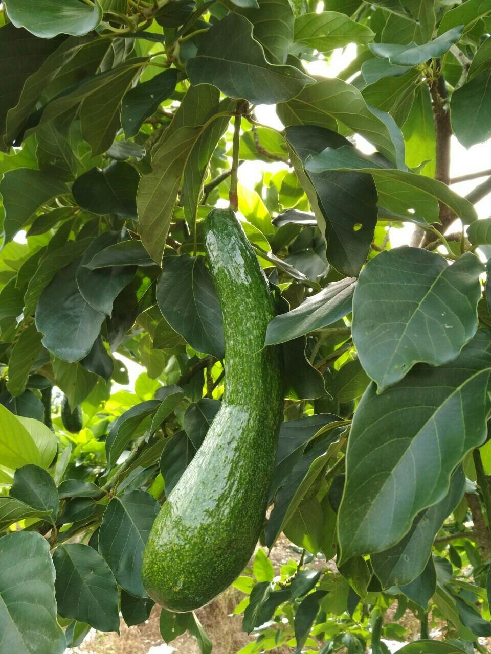 Cây giống Bơ Sáp Da Xanh