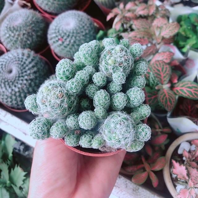 Xương Rồng Nở Hoa