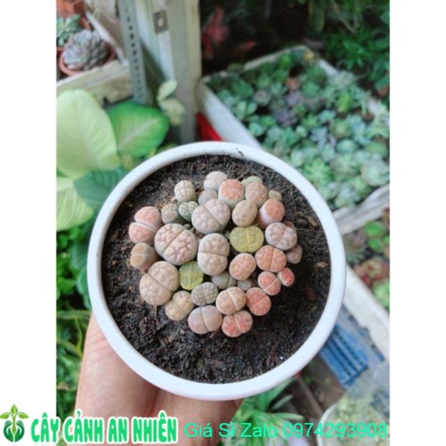 Chậu Cây Hoa Sỏi - Lipthop