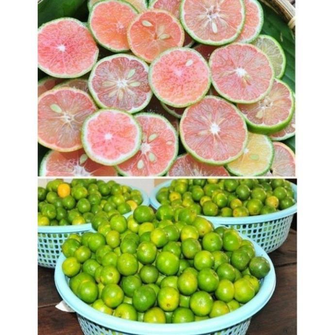 Combo 5 Cây giống chanh đào