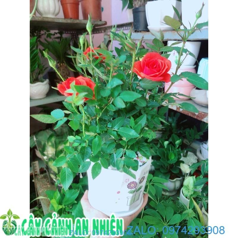 Chậu Cây Hoa Hồng Màu Cam