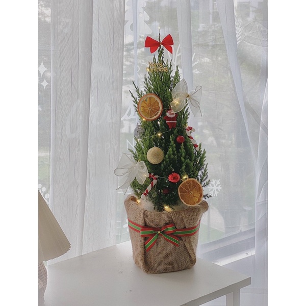 Cây tùng trang trí sẵn cho noel