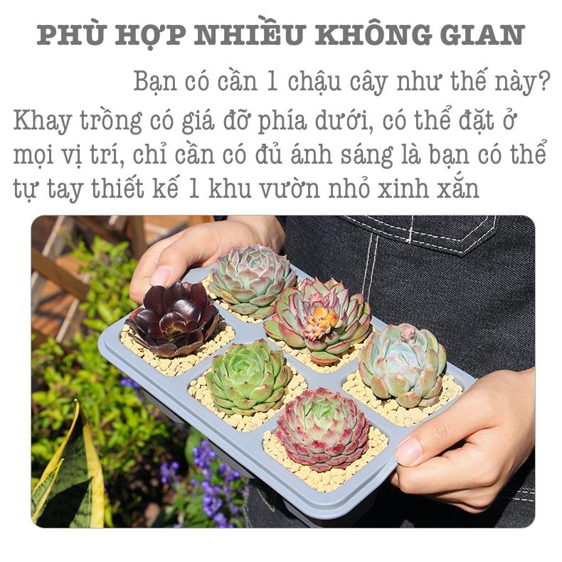 Chậu trồng sen đá Oliz T1 - Chậu trồng cây mini. Bao gồm khay lót đáy chậu cây