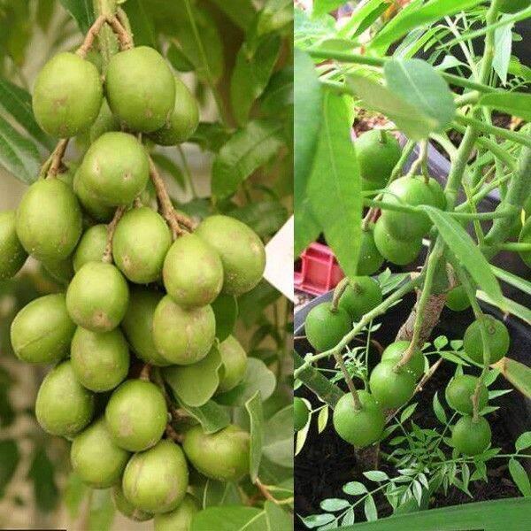 Cây cóc thái ra quả siêu sớm