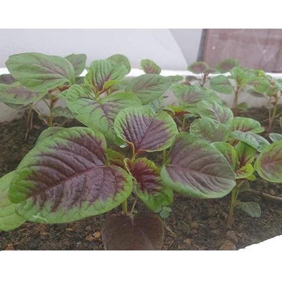 20gr hạt rau dền khoang cao sản