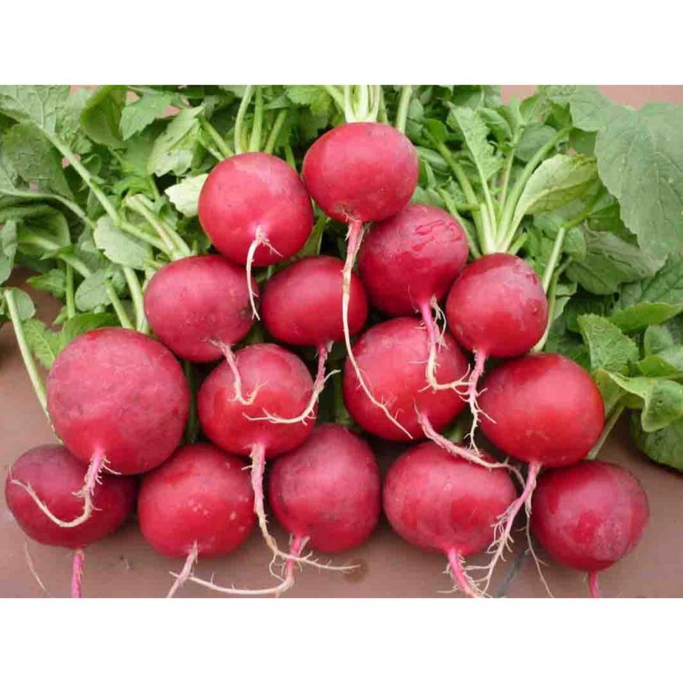 Gói 5g hạt giống củ cải đỏ tròn+ 700g phân thỏ hữu cơ
