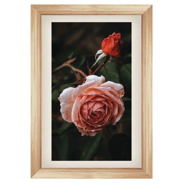 Tranh dán tường hoa hồng 147_56cm x 80cm
