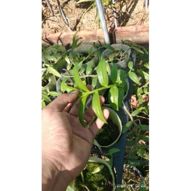 Sản Phẩm Giả Hạc Hoa Hồng Đỏ