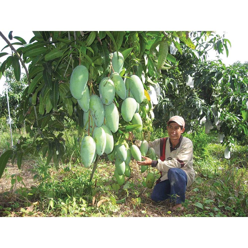 Cây giống xoài thái lan