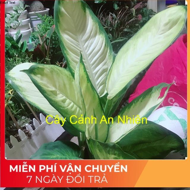 Cây vạn niên thanh