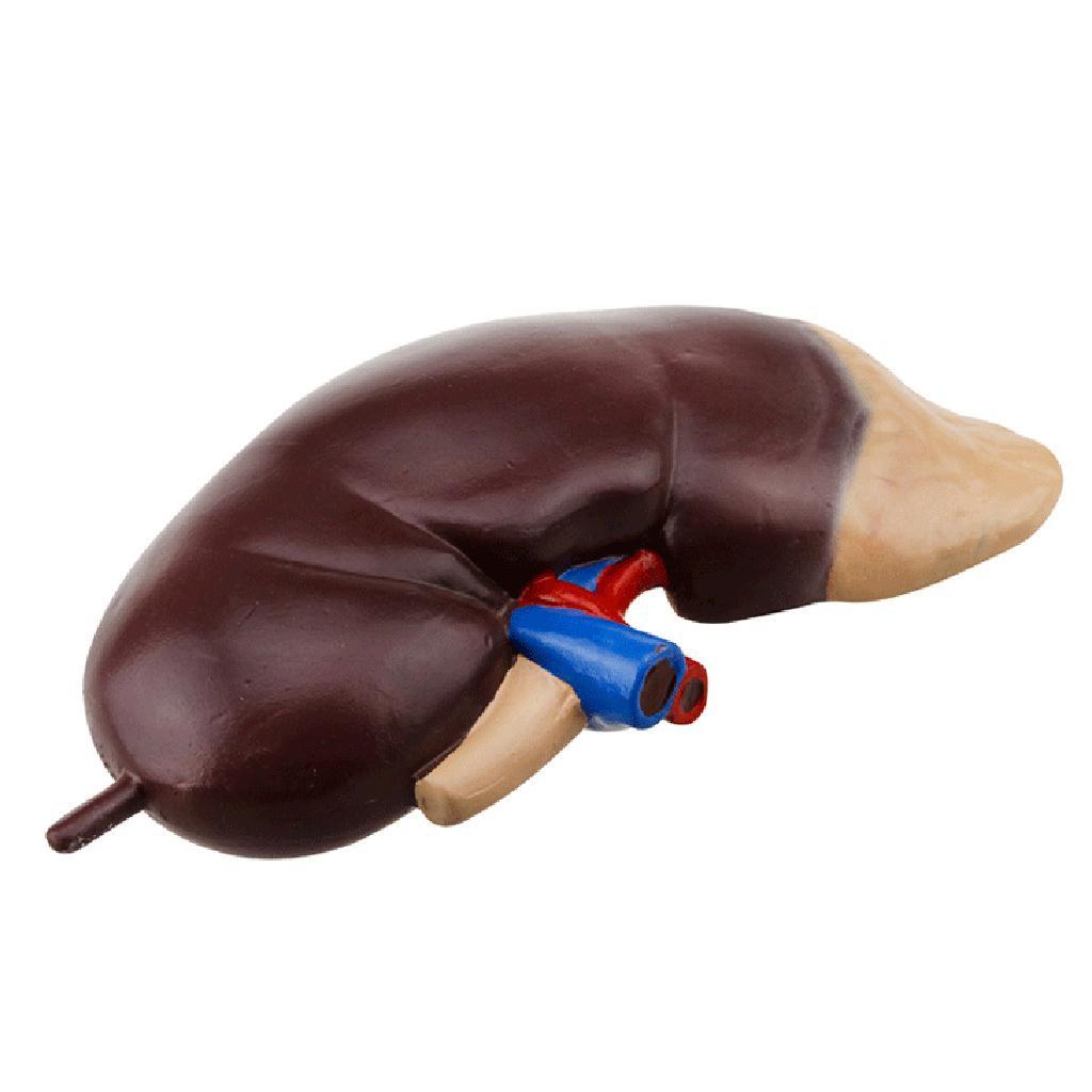 Kidney Anatomical Anatomy Kidney Model Expansion Display Teaching Supplies