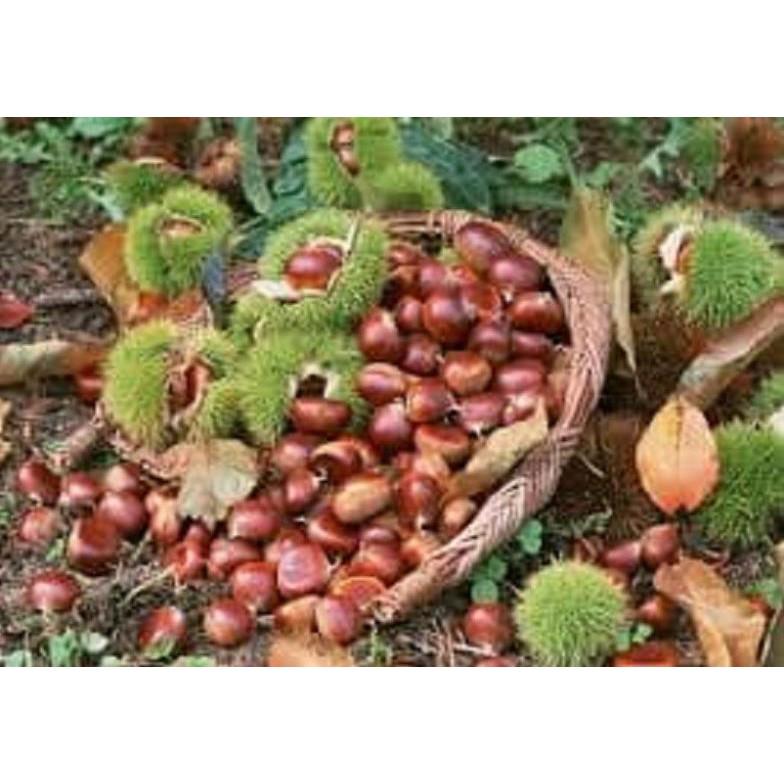 CÂY DẺ GIỐNG TRỒNG LẤY HẠT - Cây phát TRIỂN kinh tế