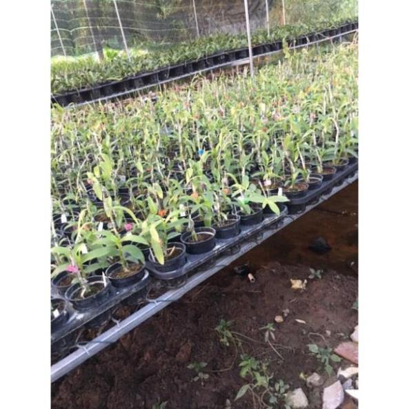 Sản Phẩm Hoa phong lan trầm rồng đỏ