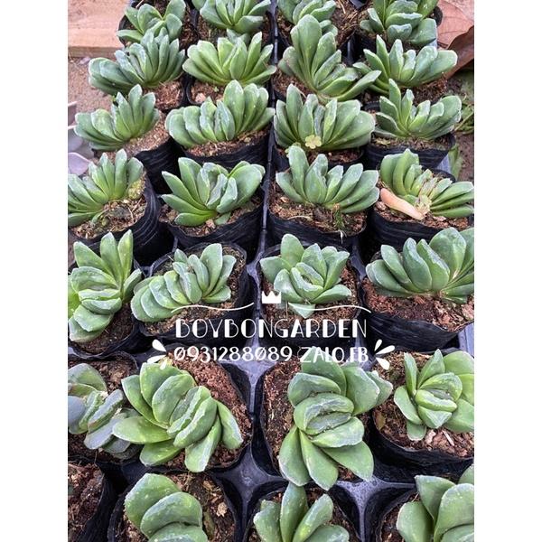 Cây hawothia truncata xoáy/hàng sẵn