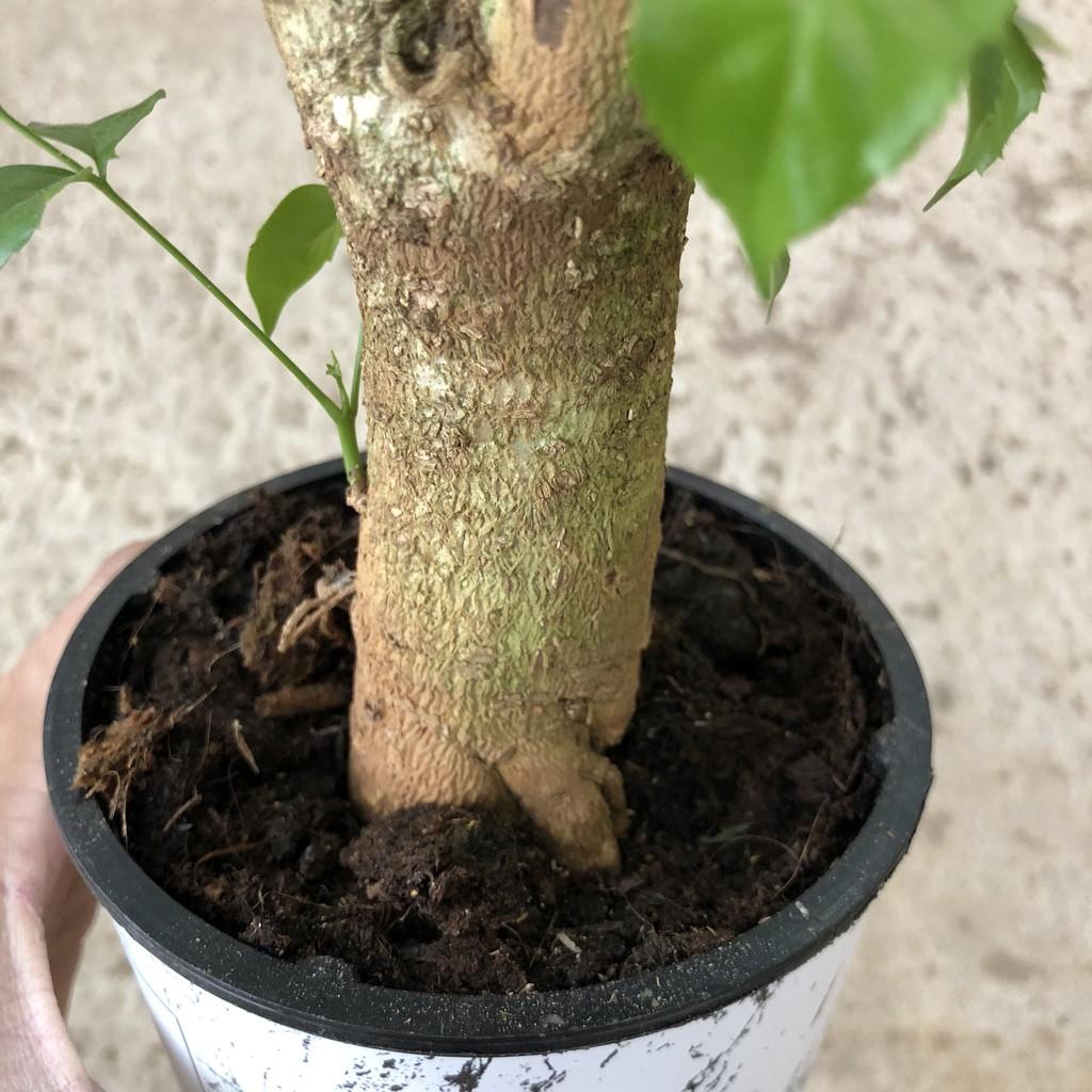 Cây hạnh phúc, chiều cao 30-35cm cây tán to đẹp dễ chăm sóc, thích hợp trang trí cảnh quan sân vườn quán cafe, nội thất