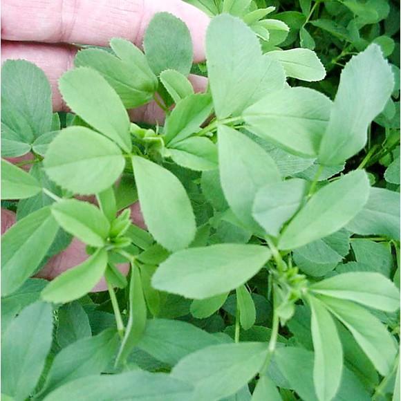 Hạt cỏ chăn nuôi ALFALFA Linh Lăng - Cỏ Họ Đậu - Hạt Giống Cỏ Chăn Nuôi Trâu-bò-dê-cừu-cá