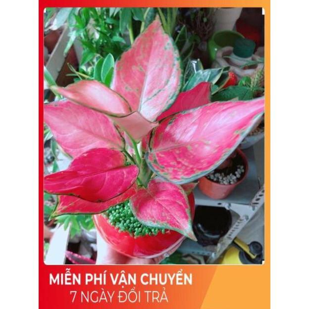 Chậu Vạn Lộc Đỏ