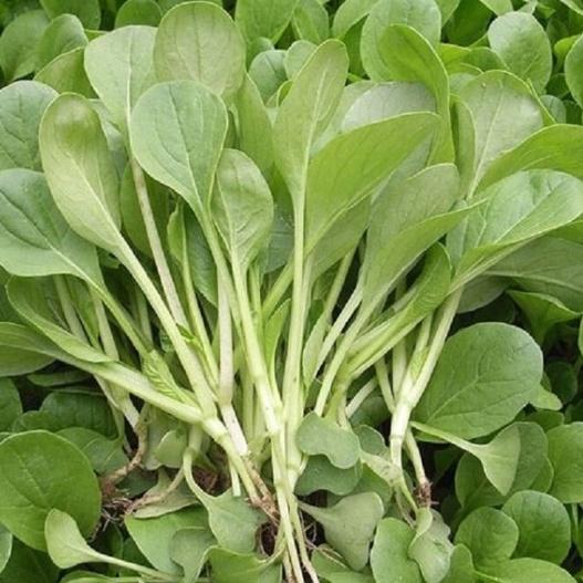 Combo 2 gói hạt giống rau cải ngọt dể trồng-gói 20 gram-tặng kèm gói phân bón lót