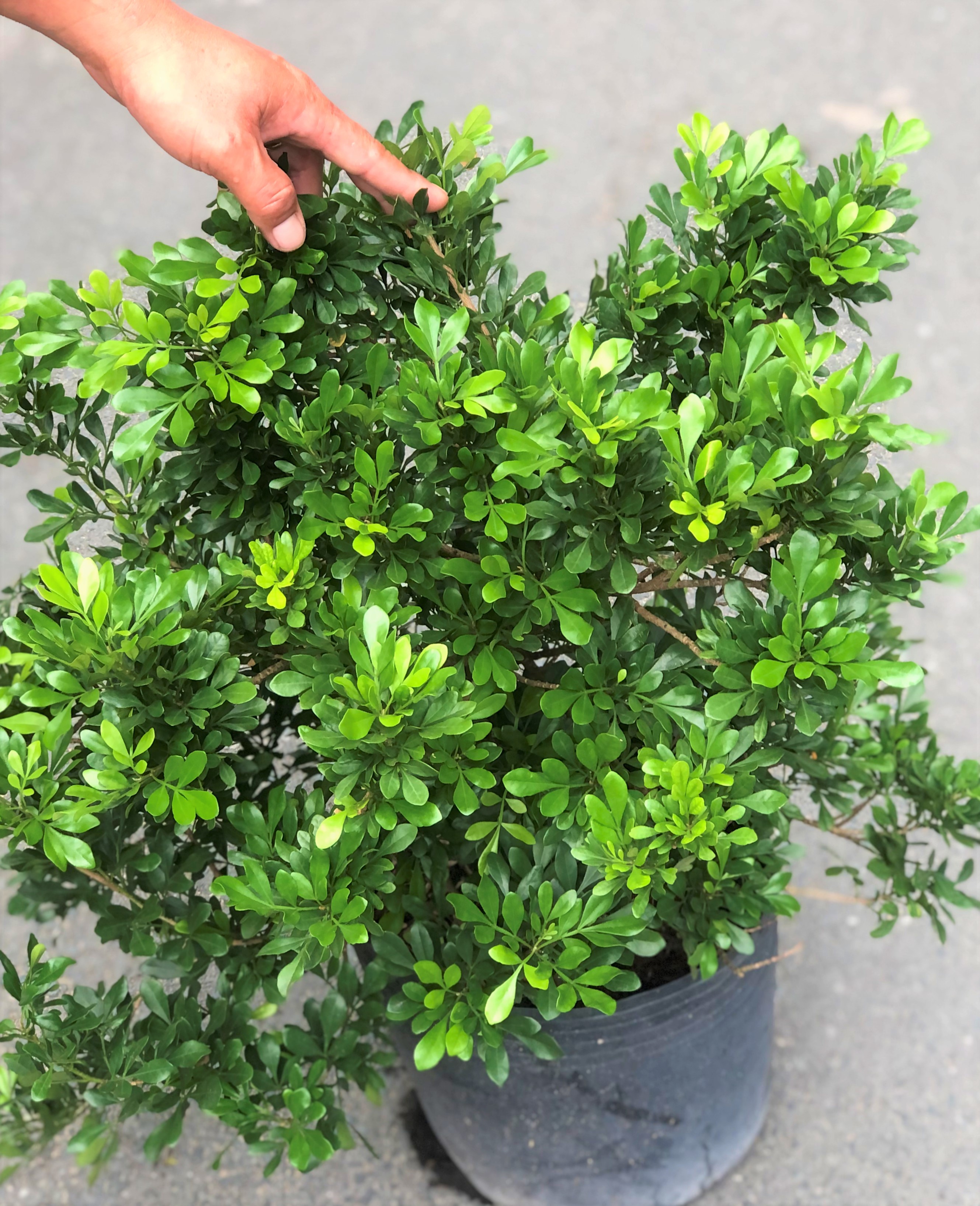 Cây hoa ngâu trồng nơi có nhiều nắng cao 50 - 60 cm