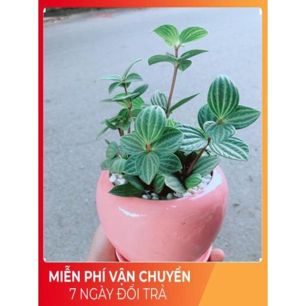 Chậu Cây Kim Cương Hột Xoàn