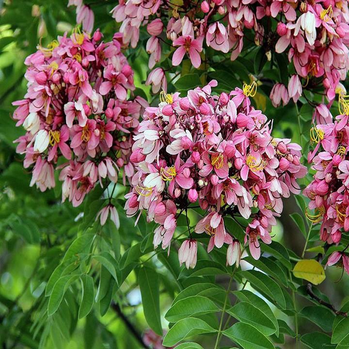 CÂY GIỐNG MUỒNG HOA ĐÀO