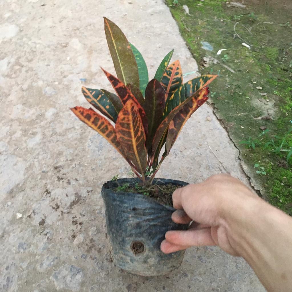 Cây Vàng Anh Lá Mít Màu Lá Đỏ Xanh Thích Hợp Trang Trí Sân Vườn,Ban Công