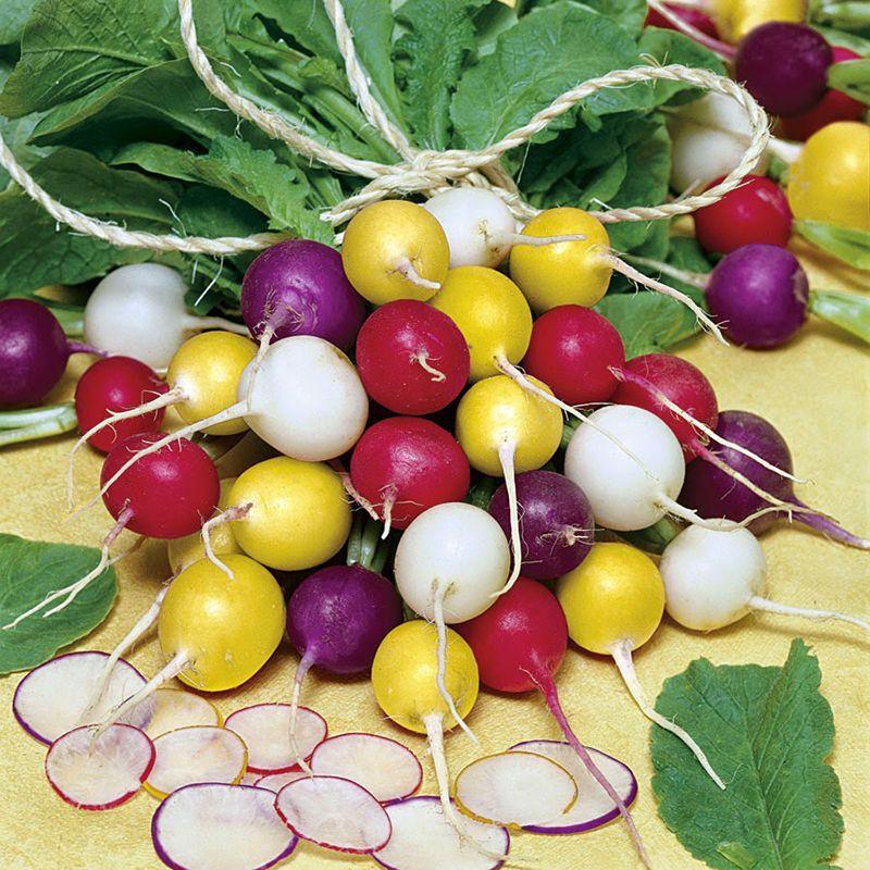 Hạt giống củ cải cherry nhiều màu 0.5gr