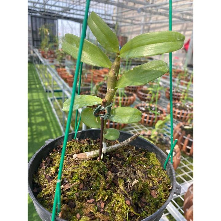 Hoa phong lan trầm rồng đỏ
