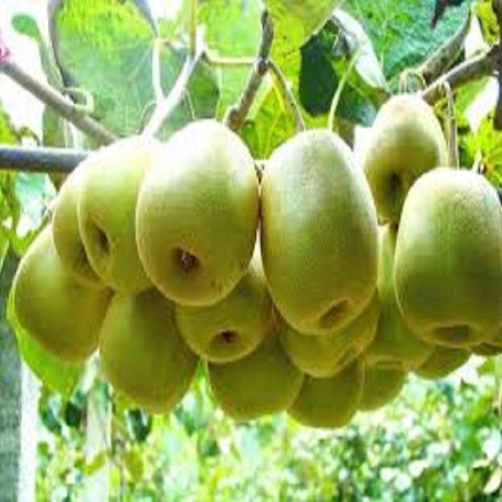 CÂY GIỐNG KIWI LEO GIÀN RUỘT XANH DÒNG QUẢ SỚM
