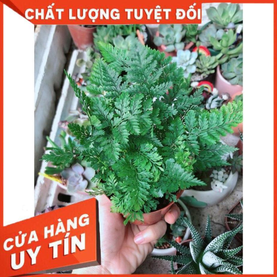 Cây Dương Sỉ Nhật Để Bàn