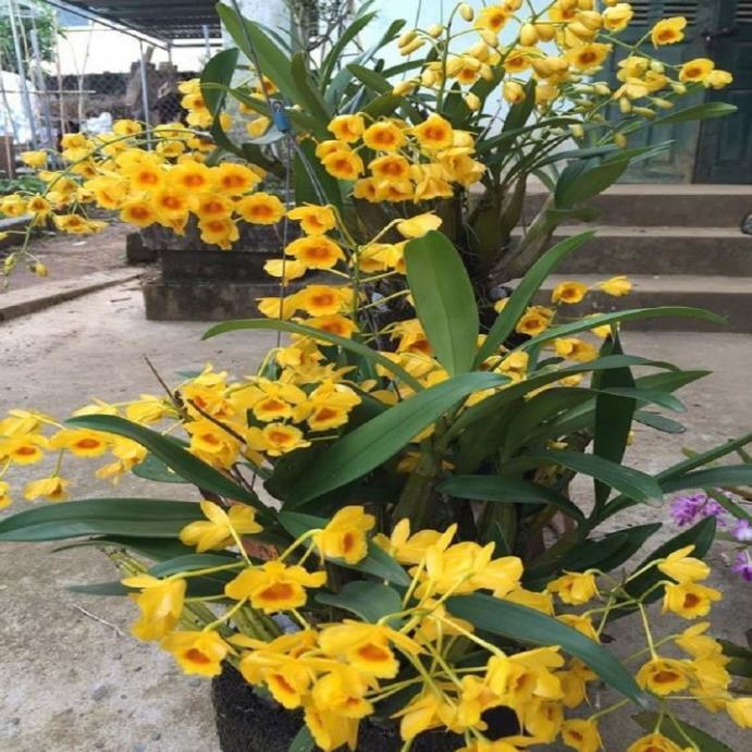 CHẬU LAN HOÀNG LẠP HÀNG THUẦN, HOA THƠM ĐẸP