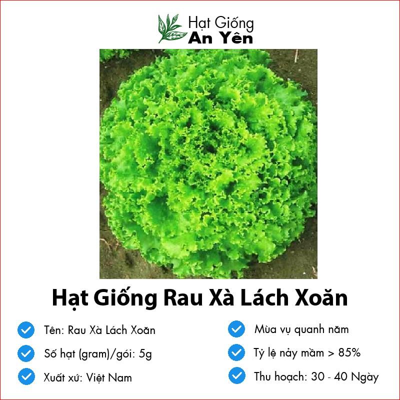 Hạt giống Rau Xà Lách Xoăn thu hoạch sớm, dễ trồng, nảy mầm cao, sinh trưởng khoẻ