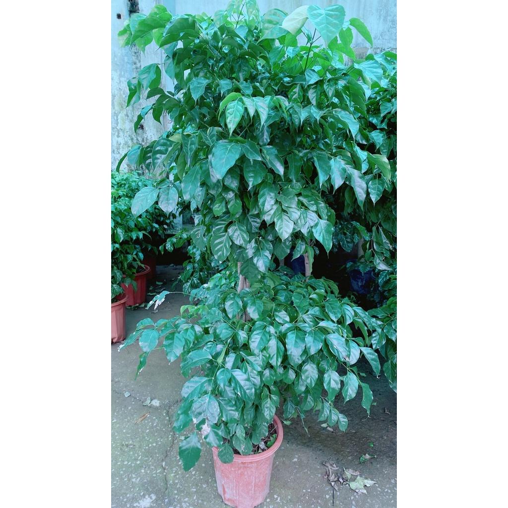 Cây Hạnh Phúc 2 Tầng Lớn