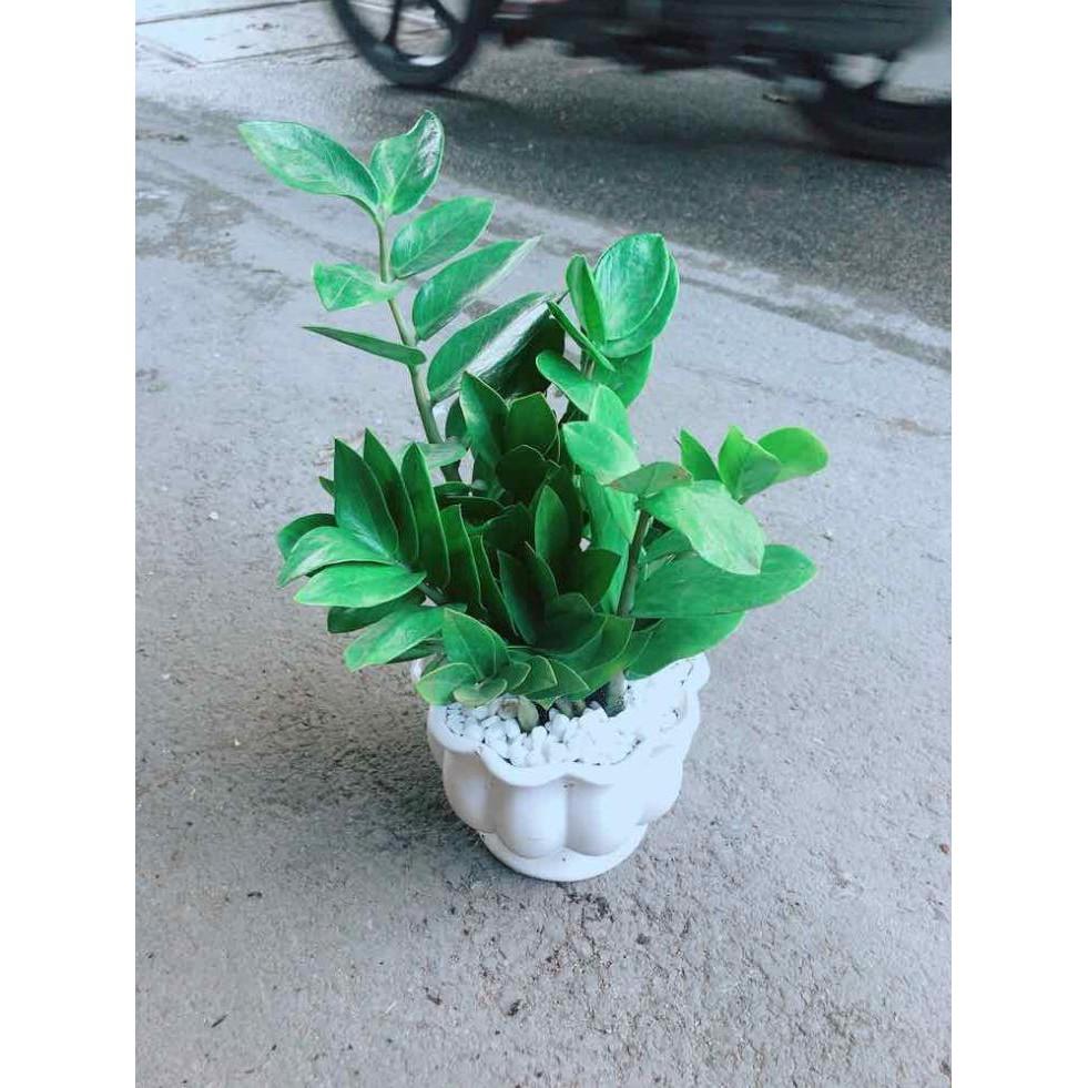 Chậu Kim Tiền Bán Chạy